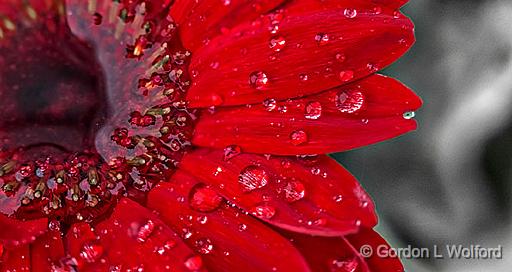Wet Red Gerbera_P1150526-31.jpg - Photographed at Smiths Falls, Ontario, Canada.